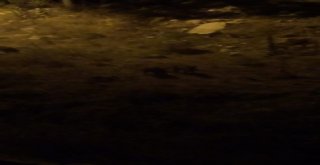 Yaban Domuzları Korkutuyor