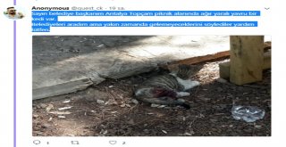 Büyükşehir Sevimli Dost İçin Seferber Oldu