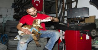 (Özel Haber) Biberonla Beslenen Oğlak Oto Sanayinin Maskotu Oldu