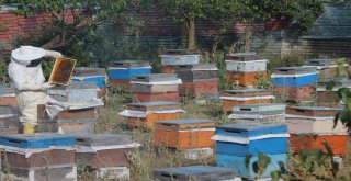 Bayburtlu Arıcıların “Ballı” Mesaisi