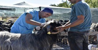 Antalyaya Kurbanlık Gelmeye Başladı