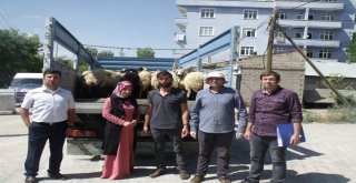 Özalp İlçesinde 204 Küçükbaş Hayvan Dağıtıldı