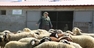 40 Koyun Çocuklarının Geleceği Açısından Umut Oldu