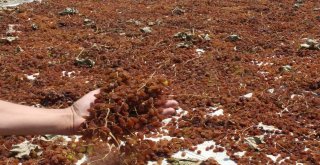 (Özel) Kuru Üzümün Zorlu Yolculuğu