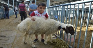 Kurbanlık Almak İçin Bayram Günün Beklediler