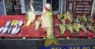 Elazığda Sezonun İlk Dev Turna Balığı Yakalandı