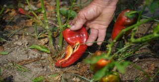 Borlu Su Sebzeleri Kuruttu