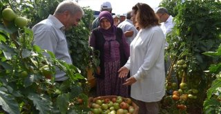 Mersinde Domates Tarla Günü Etkinliği