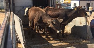 Genç Çiftçilere 395 Baş Hayvan Teslim Edildi