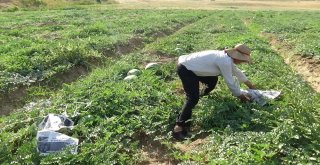 (Özel) Karpuzu Böyle Koruyorlar