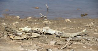 Avlamak İstedikleri Balıkları Karada Buldular