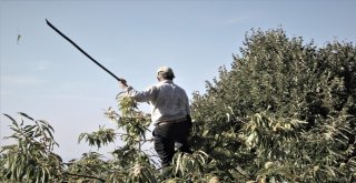 (Özel) - Ağaç Tepesinde Ekmek Kavgası