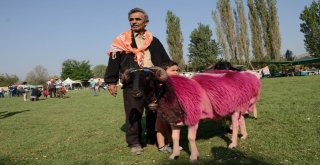 Denizlide Asırlık “Sudan Koyun Atlatma Yarışması” Başladı