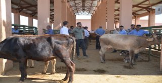 Hayvan Pazarında Yoğunluk Yaşanıyor