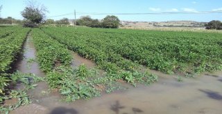 Boru Patladı, Mahsuller Su İçinde Yüzdü