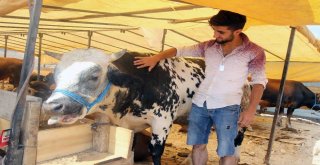 Bayraklı Belediyesi Kurban Bayramına Hazır