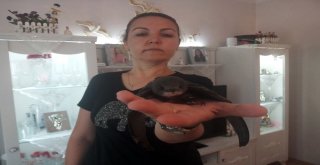 (Özel) Sokakta Buldukları Ebabil Kuşunun Yaşaması İçin Yardım Bekliyorlar