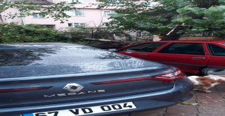 Araçların Üzerine Ağaç Düştü