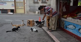 (Özel Haber) Kediler Balıkçının Önünde Nöbet Tutuyor