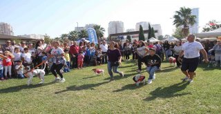 Hayvanseverler Pati Festivalinde Buluştu