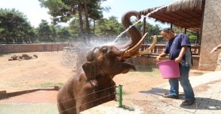 (Özel) Sıcak Havadan Etkilenen Hayvanlar Buzlu Kokteylle Serinletiliyor