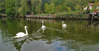 (Özel) Sonbaharın Renklerine Bürünen Atatürk Arboretumu Havadan Görüntülendi