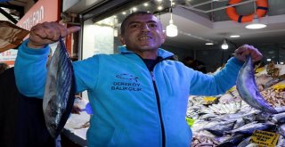 Balık, Karadenizden Ege Ve Akdenize Göç Ediyor