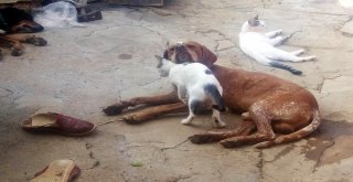 Kedi Ve Köpeğin Dostluğu Görenleri Şaşırtıyor