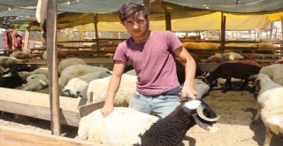 Kuşadasında Kurban Bayramı Hazırlıkları Tamamlandı