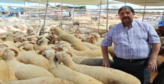 Kasaplar Odası Genel Başkan Yardımcısından Marketlere Minyatür Koçlu Gönderme