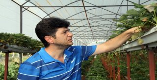 (Özel)Turizm Sektörünü Bıraktı, Memleketinde Toprak Kullanmadan Çilek Yetiştiriyor