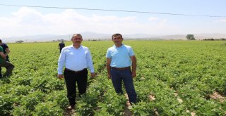 Niğdede Barbunya Ekimi Yapıldı
