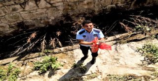 Zabıta Ekipleri Yavru Kediyi Kurtardı