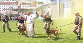 Jakem Komutanlığına Bağlı Köpeklerin Gösterileri Nefesleri Kesti