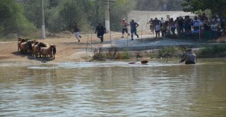 Denizlide Asırlık “Sudan Koyun Atlatma Yarışması” Başladı