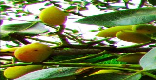 Antep Fıstığı Artık Eskişehirde De Yetişiyor