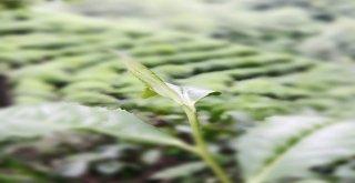 Dünyada Çayın Merkezi: Sri Lanka