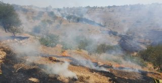 Fıstık Bağlarında Yangın