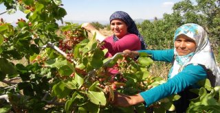 Silifkede Çilek Üreticileri Antep Fıstığına Yöneldi