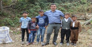 Uluderede Ceviz Hasadı Başladı