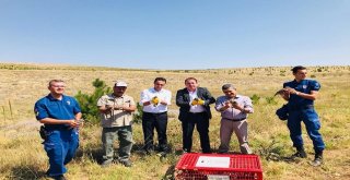 Yozgatta Bin Keklik Doğaya Salındı