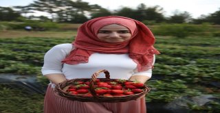 Vali Hanım Çileğinin İlk Hasadını Vali Hanım Yaptı
