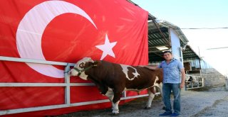 Üzerinde Doğuştan Ay Ve Yıldız Olan ‘Cesur İlgi Odağı Oldu