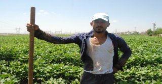 Şanlıurfalı Çiftçilerin Sıcakla İmtihanı