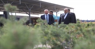 Kocasinan Yeşilleniyor, Kayseri Güzelleşiyor
