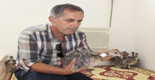 1,5 Ayda Yumurtadan Çıkıyor, Tanesi 500 Liradan Alıcı Buluyor