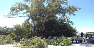 Tescilli Anıt Ağacın Dalı Kırıldı