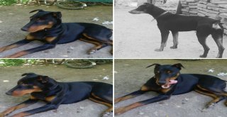 Köpeğini Bulana 7 Bin Tl Ödül Verecek