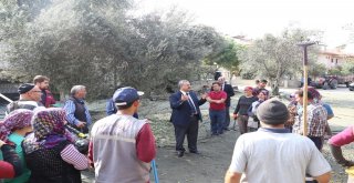 Burhaniye Belediyesi Zeytin Hasadına Başladı