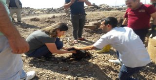 Ölmek Üzere Olan Köpek Vatandaşların Duyarlılığı Sayesinde Kurtarıldı